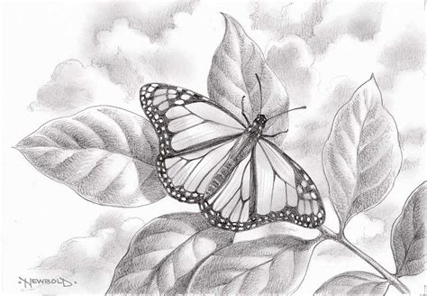 butterfly drawings life  art