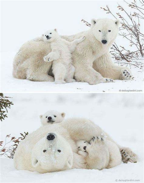 pin  constance hewitt  animal baby polar bears cute animals