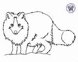 Coloring Pages Tundra Arctic sketch template