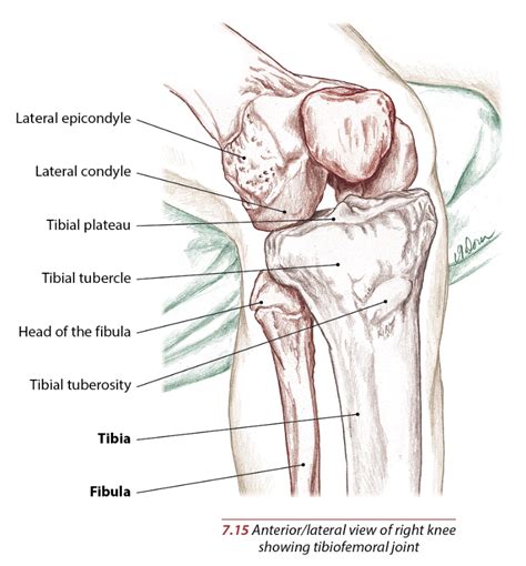 knee anatomy structure  injuries