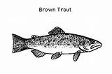 Trout Coloring Brown Apache Pages sketch template