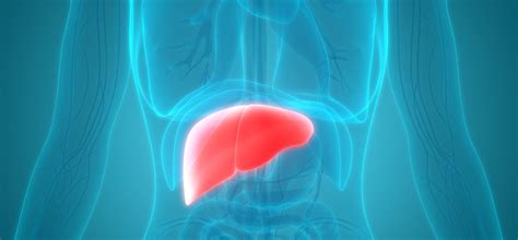 Why You Might Want To Try A Liver Detox Diet Hum