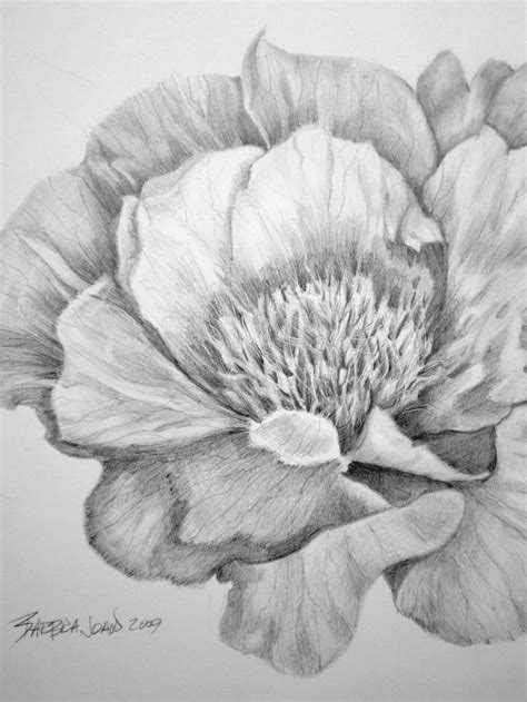 flowerpencil pencil drawings  flowers drawings flower drawing