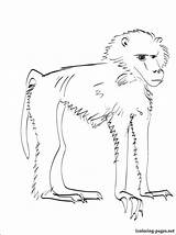 Baboon Coloring Pages Babouin Coloriage Imprimer Getcolorings Color Printable sketch template