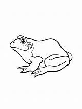 Frog Coloring Pages Printable Kids Amphibians Frogs sketch template