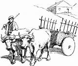 Ox Bueyes Oxen Carro Pioneer Campesino Pulling Carreta Bullock Cr Buey Carretas Lenguaje sketch template