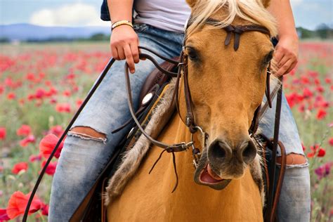 horse rider poppy fields  stock photo public domain pictures