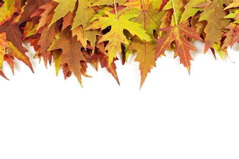 premium photo autumn leaf