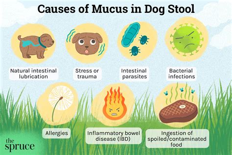 mucus   dogs stool