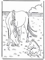 Horse Foal Coloring Pages Horses Adult Pferd Und Hester Foals Fohlen Fargelegg Colouring Animal Au Outline sketch template