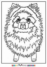 Pomeranian Coloring Pages Printable Puppy Getcolorings Color Getdrawings sketch template