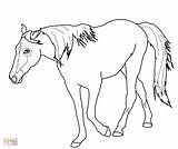 Coloring Horse Quarter Tennessee Pages Walking Getcolorings Printable Getdrawings Color sketch template