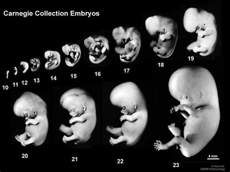 pin  human embryo