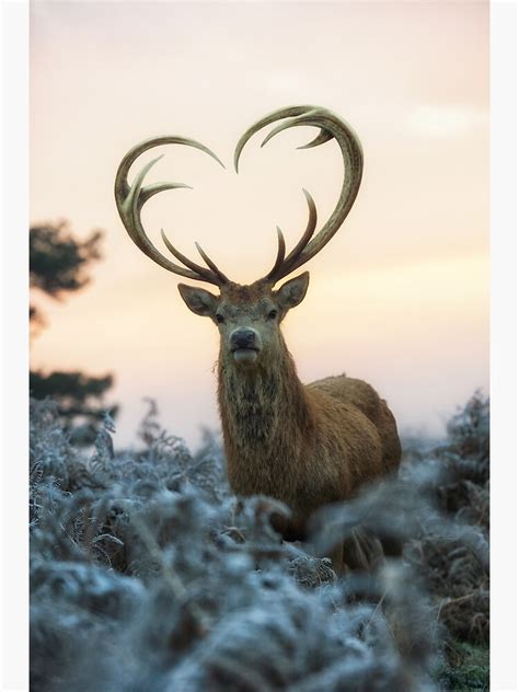 stag   heart shaped antlers love  deer canvas print  junkyardmax redbubble