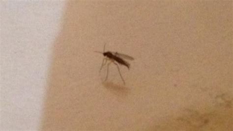 flying gnats in bedroom www