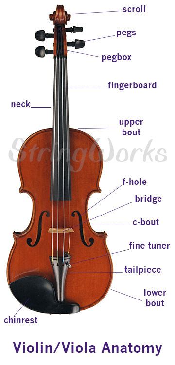 anatomy   violin viola  cello parts diagram