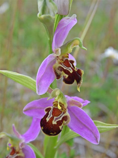 Random Jottings Bee Orchid