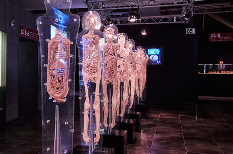 la muestra human bodies registra  visitantes en barcelona en