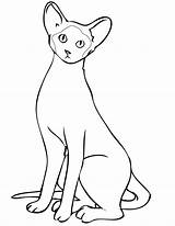 Siamese Cat Coloring Drawing Pages Printable Cats Getdrawings Color Getcolorings sketch template