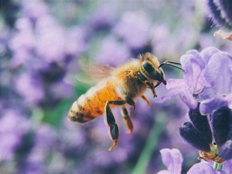 this myth about bees is scientifically incorrect — here s