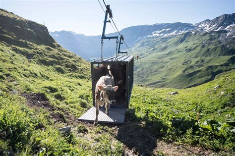 a cow emerges from a cattle cable car after being