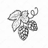 Hop Sketch Illustration Drawing Vector Beer Hops Plant Green Style Leaves Illustrations Realistic Hand Background Brewing Ingredient Ripe Cones Drawn sketch template