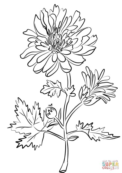 chrysanthemum indiana coloring page  printable coloring pages