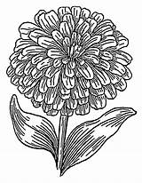 Flower Coloring Pages Zinnia Marigold Getcolorings Awesome sketch template