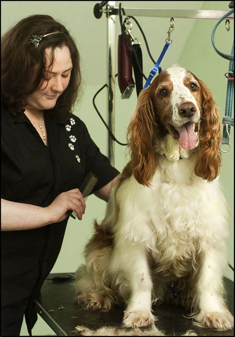dog grooming equipment ireland dog grooming abdominal training