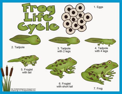frog cycle activities frog cycle colouring pages summer school