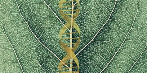 the role of duplicated genes as plants respond to environment huffpost