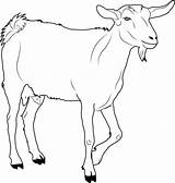 Goat Ziege Goats Malvorlagen Doghousemusic sketch template
