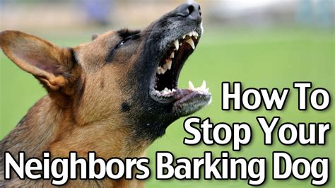 stop dog barking  neighbours dog