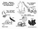 Coloring Mollusca Mollusks Phylum Diagram Animals Squid Octopus Snails Clams Slugs Bivalves Cephalopods Gastropods Mollusk Classes Pdf Exploringnature Support sketch template