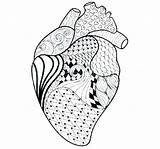 Coloring Pages Anatomy Human Heart Printable Muscle Diagram Getcolorings Getdrawings Kids Colorings sketch template