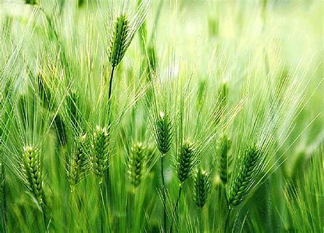 small fresh green wheat field background green small fresh wheat field background image