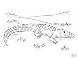 Alligator Coloring American Pages Cute Drawing Printable Getdrawings sketch template