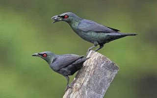 jumlah jenis burung status konservasi burung  dilindungi