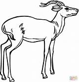 Coloring Antelope Impala Pages Printable Color Drawing Gazelles Kids Realistic Clipart Animals Getcolorings Getdrawings Categories sketch template