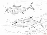 Tuna Colorare Yellowfin Dibujar Atun Tonno Piranha Ausmalbilder Thunfisch Disegnare sketch template