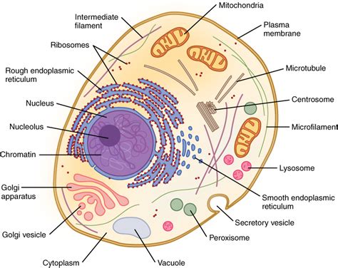 human cell diagram parts pictures structure  functions
