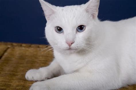 white domestic named spot pets ive  pinterest white cats