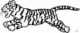 Colorear Tigre Tiger Coloring sketch template