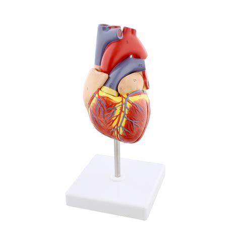 monmed anatomical heart model  part medical heart human heart anatomy model walmartcom