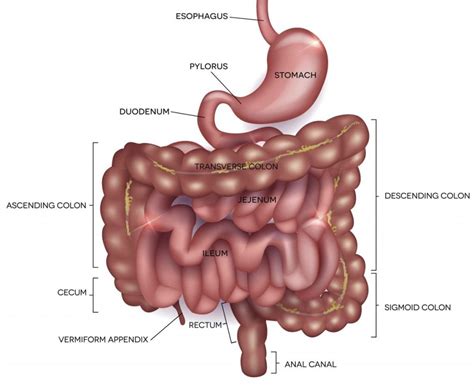 duodenum facty health