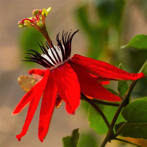 Passiflora Scarlet Flame Red Passion Flower Passion