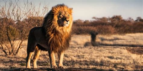 leon animal concepto caracteristicas habitat  alimentacion