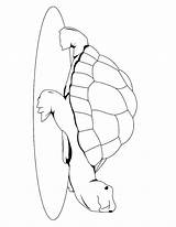 Turtle Coloring Pages Cute Realistic Getcolorings Sea Printable sketch template
