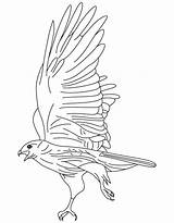 Coloring Hawk Red Tailed Pages Kestrel American Draw Color Tail Kids Getcolorings Colouring Drawings Popular Printable sketch template