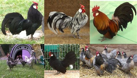 Rosecomb Chicken Breed Everything You Need To Know